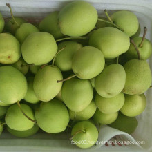 Fresh Shandong Pear New Crop Green Color